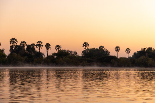 palm trees at dawn, fog, Zambezi River, Zambia, Africa