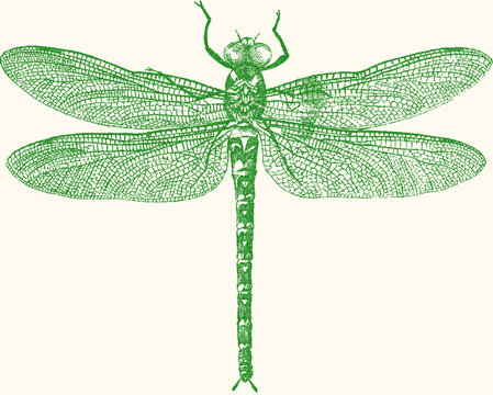 Vintage green stipple illustration of a dragonfly with detailed wings and segmented body, isolated on cream background