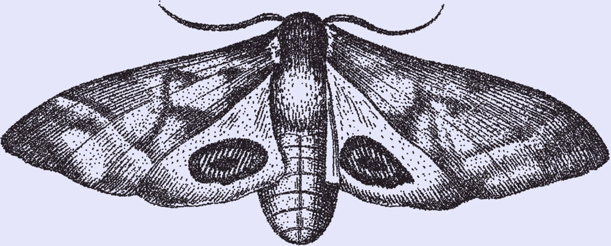 Vintage stipple illustration of a moth with detailed wings and antennae on light background