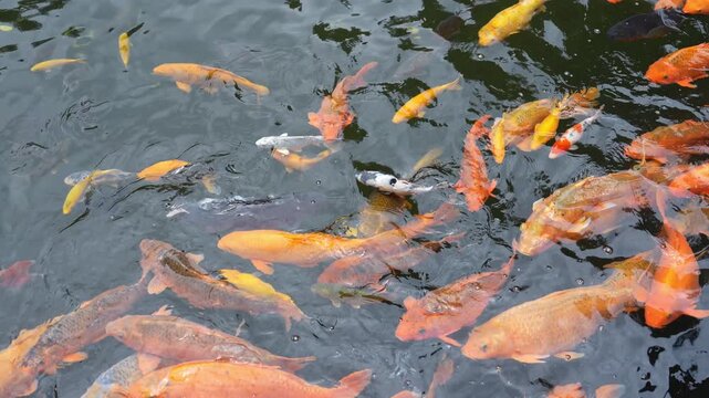 Colorful koi fish swimming in a temple pond in Indonesia. Peaceful freshwater scene with ornamental carp reflecting spiritual culture, nature, and travel destination.