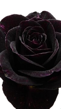 Vertical 9:16 black rose blooming from bud on pure white background, elegant macro time-lapse in 8 seconds