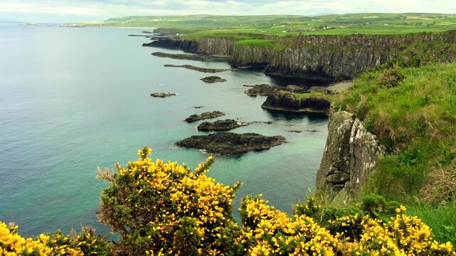 Rugged Northern Ireland coastline near the Giant's Causeway featuring vibrant yellow gorse bushes blooming in the foreground