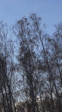Autumn birch forest, the silhouette of the forest opposite the sky. Vertical video