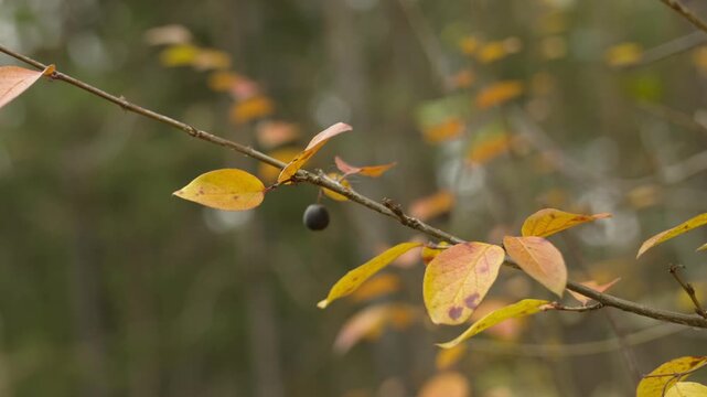 Beautiful yellow textured leaves in an autumn park that sway slowly in the wind