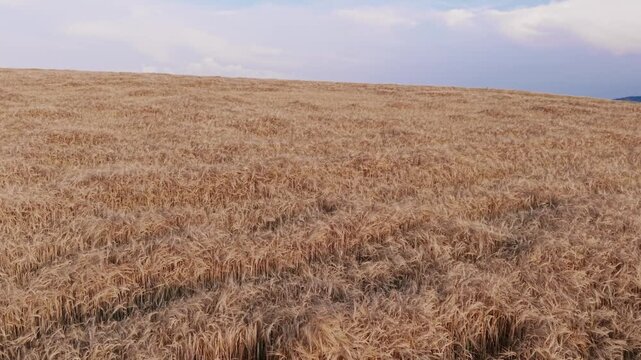 Getreidefeld in h&uuml;geliger Landschaft, Drohne vorw&auml;rts
