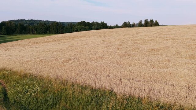 Getreidefeld in h&uuml;geliger Landschaft, Drohne vorw&auml;rts Richtung Waldst&uuml;ck