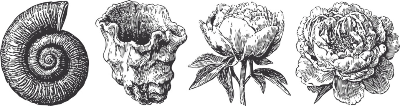 vintage engraving set of ammonite fossil skull and blooming peonies