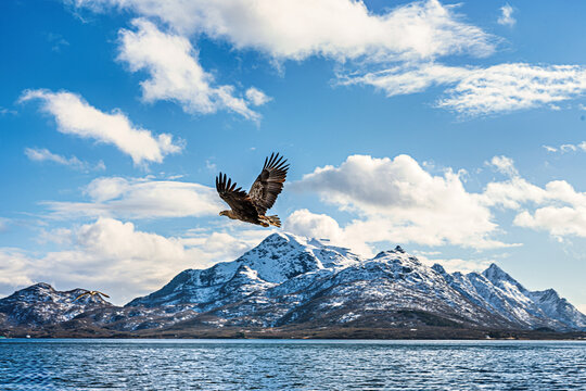 White-tailed eagles fly over the fjords of Lofoten and Vesteralen in Norway during a clear day in late afternoon