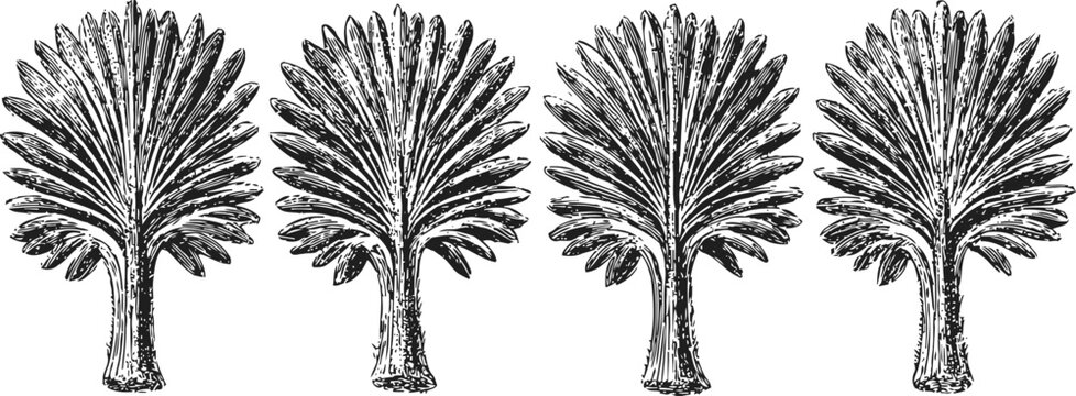 Vintage palm tree illustration set tropical leaf botanical nature drawing engraving design