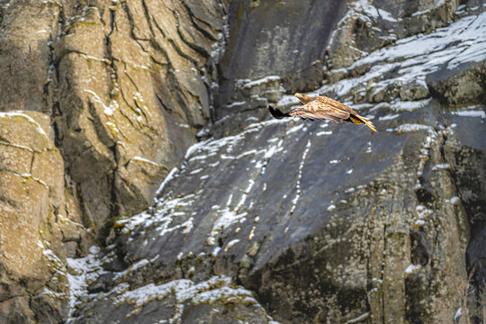 White-tailed eagles fly over the fjords of Lofoten and Vesteralen in Norway during a clear day in late afternoon