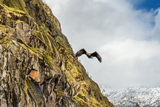 White-tailed eagles fly over the fjords of Lofoten and Vesteralen in Norway during a clear day in late afternoon