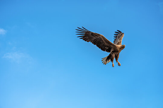 White-tailed eagle soaring in the skies over the fjords between Lofoten and Vesteralen in Norway during a bright day