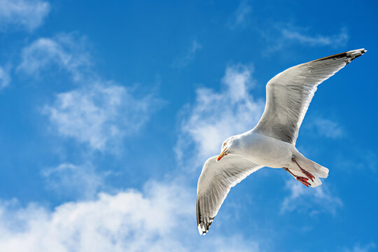 Seagull flying in the clear blue sky above the ocean during the day