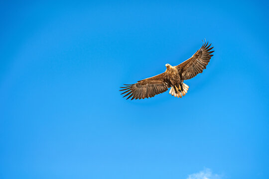 White-tailed eagle soaring in the skies over the fjords between Lofoten and Vesteralen in Norway during a bright day