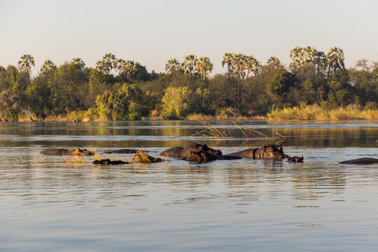 hippos on the Zambezi River at sunrise, Zambia, Africa