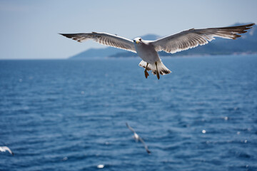 Naklejka premium A beautiful white seabird glides close to the water surface against a scenic backdrop of distant mountains and a green shoreline.