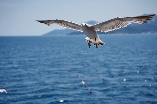 A beautiful white seabird glides close to the water surface against a scenic backdrop of distant mountains and a green shoreline.