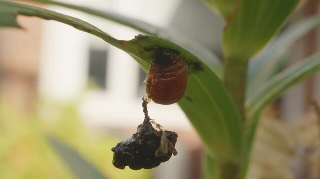 Red lily beetle (Lilioceris lilii) orange grub feeding on lily leaf close up stock footage