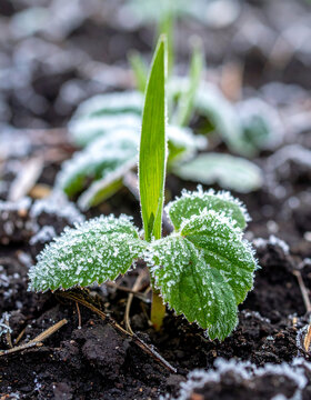 Ice pellets resting on green plant leaves in garden bed with frozen crystals coating crops and dark soil after cold spell, agricultural damage concept. Close-up.