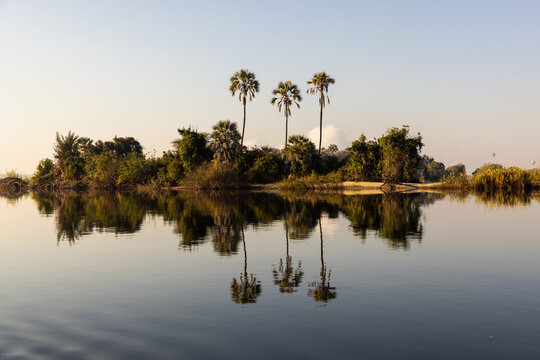 palm trees at sunrise on the Zambezi River, Zambia, Africa