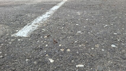 Fototapeta premium White road marking line on grey asphalt