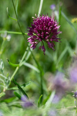 Fototapeta premium Allium Sphaerocephalon round headed garlic plant in bloom, purple bald head flowering ornamental onion