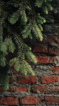 Evergreen pine branches hang gracefully against a rustic distressed brick wall texture