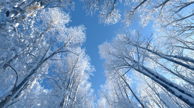 Snow covered tree branches reach up to a bright blue sky