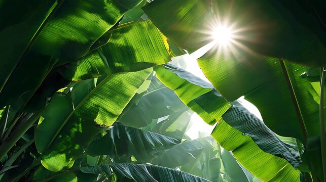 Sunlight streams through vibrant green tropical banana leaves