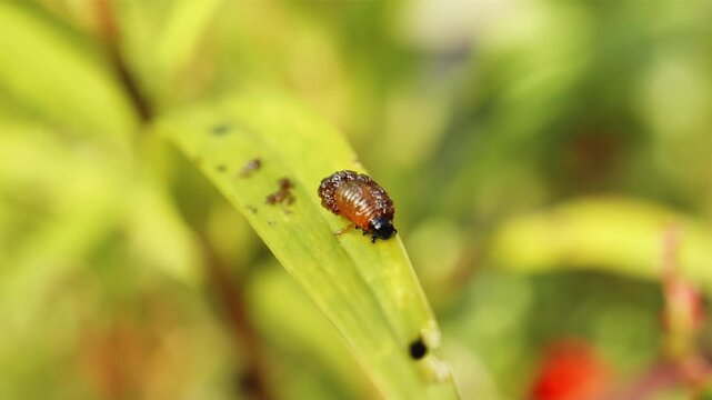 Red lily beetle (Lilioceris lilii) black excrement-coated grubs feeding on lily leaf close up stock footage