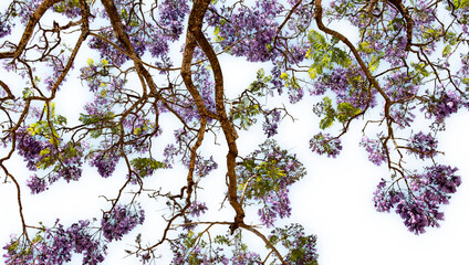 Formato PNG, árbol jacarandá en flor con un espectacular manto de flores violetas que puede cubrir calles, jardines y espacios urbanos.  © Menorcaevo