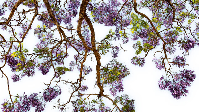 Formato PNG, &aacute;rbol jacarand&aacute; en flor con un espectacular manto de flores violetas que puede cubrir calles, jardines y espacios urbanos.
