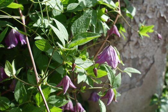 Purple bell-shaped flowers of clematis in June