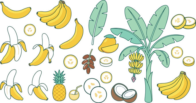 Tropical banana fruit elements collection vector illustration featuring fresh banana tree bunch slices peel pineapple coconut mango and palm leaves for organic design