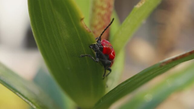 Red lily beetle (Lilioceris lilii) feeding on lily leaf close up stock footage