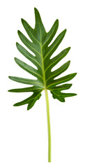 Fototapeta premium Momstera green leaf tropical plant isolated on white background.