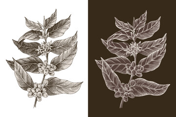 Fototapeta premium 2 hand drawn monochrome coffee tree branches