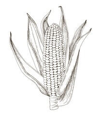 Fototapeta premium Corn cob hand drawn vector illustration