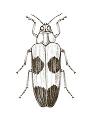Fototapeta premium Jewel beetle hand drawn vector illustration