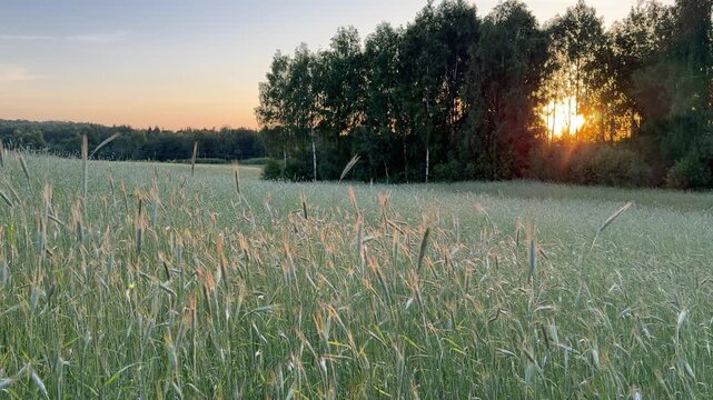 Golden sunset over a rye field, casting warm light across the ripening grain. Peaceful rural landscape capturing the beauty of agriculture and the summer countryside.