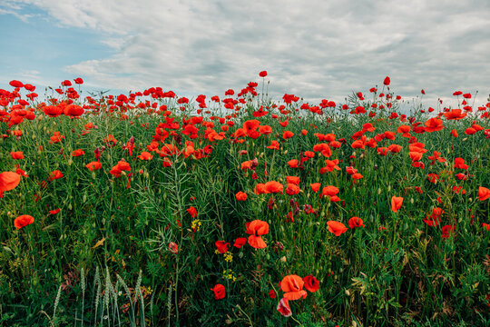 Red poppy field covers the rural landscape under a cloudy sky in June