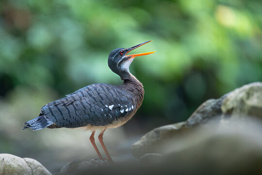 Sunbittern with Open Beak Calling in Tropical Forest