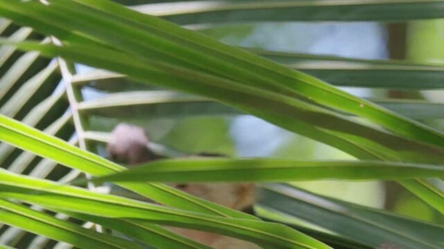 A monkey in a palm tree in Curu national Park Costa Rica