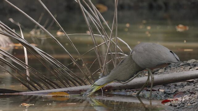 A grey herron in curu national park costa rica