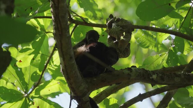 howler monkey in the tree in curu national park costa rica looking down