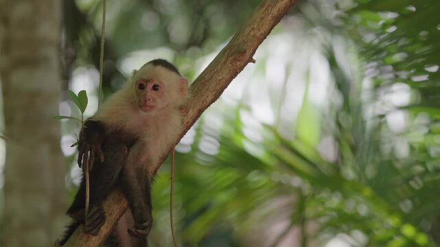 Moneky in a palm tree in Curu National Park Costa Rica