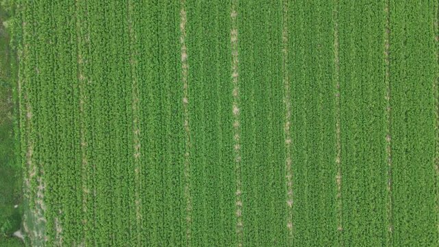 Garlic field near Monticelli d'Ongina, Piacenza, Emilia-Romagna, Italy, showing dense cultivation rows in one of Italy's best-known garlic-growing areas, drone top-down flyover
