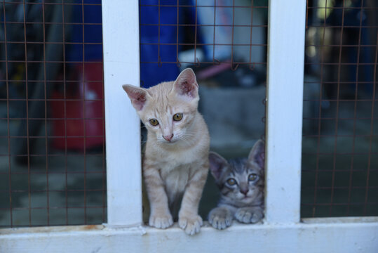 Two cats behind a white fence with mesh, outdoor setting, close-up view