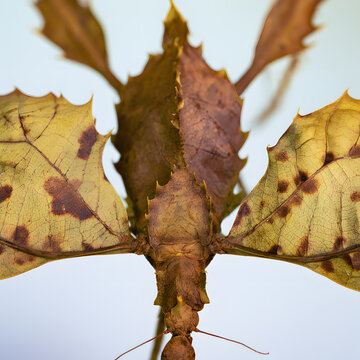 Camouflaged leaf insect macro closeup