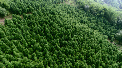 Naklejka premium Lush Forest Plantation Aerial View